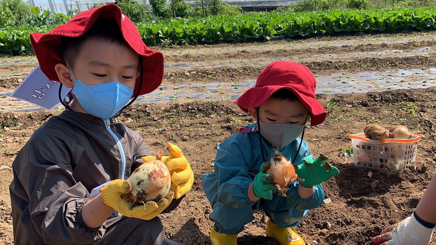 ‘땅속 보물찾기 탐험대’ 프로그램에 참가한 어린이들이 채소를 수확하고 있다. 
(사진제공: 대구가톨릭대 영천시어린이급식관리지원센터)