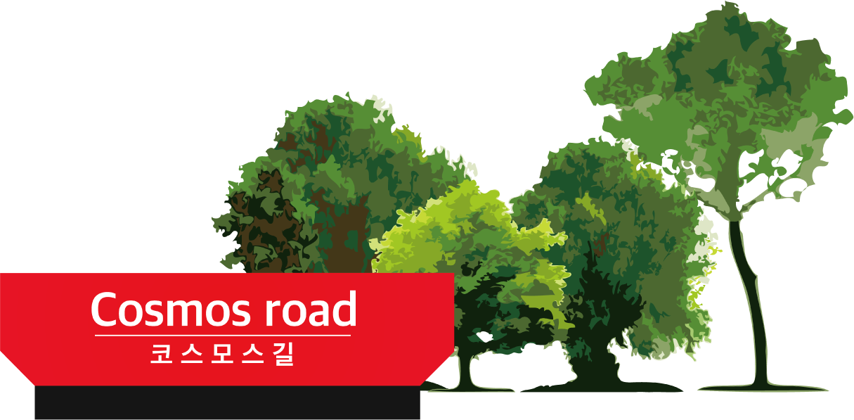 Cosmos road 코스모스길